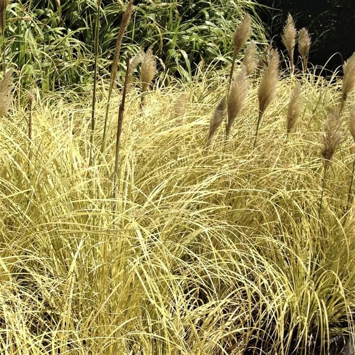 Cortaderia Splendid Star