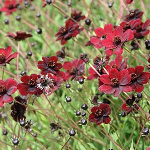 Cosmos atrosanguin. Chocamocha