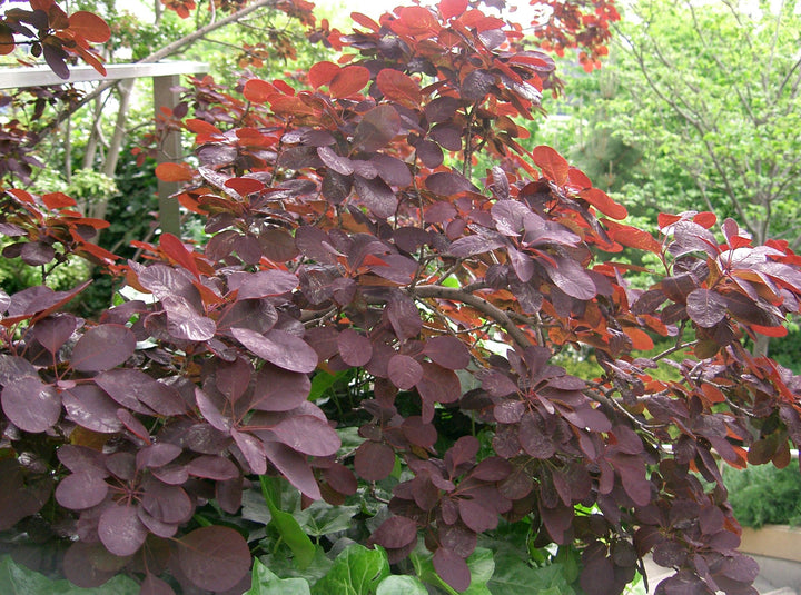 Cotinus cog. Lilla