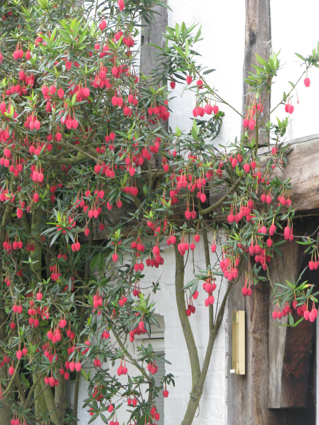 Crinodendron Hookeranum