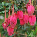 Crinodendron hookerianum