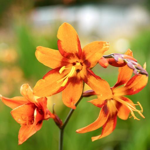 Crocosmia Emily McKenzie