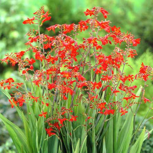 Crocosmia Emberglow Montbretia (2Ltr Pot)