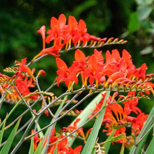 Crocosmia Emberglow Montbretia (2Ltr Pot)