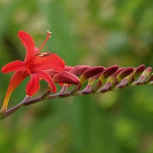 Montbretia Crocosmia Lucifer (2Ltr Pot)