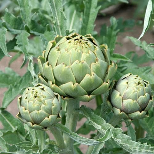 CYNARA cardunculus 4lt