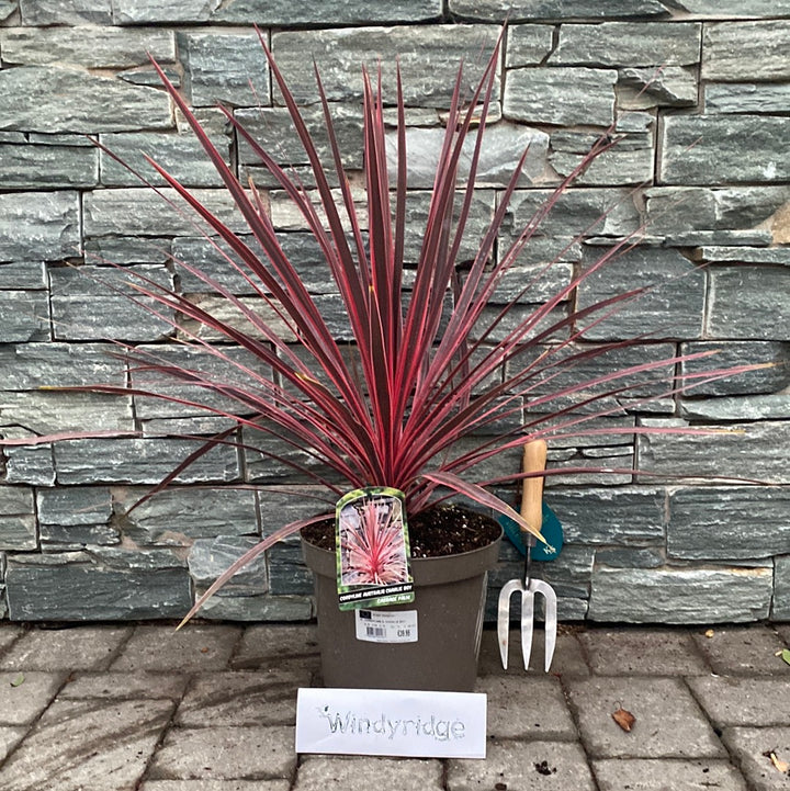 CORDYLINE A. CHARLIE BOY