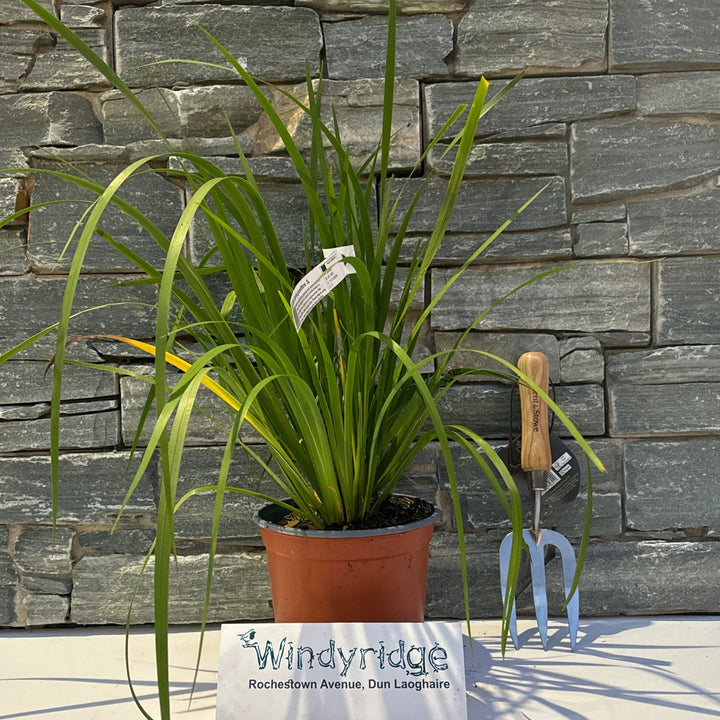 LIBERTIA grandiflora       3L