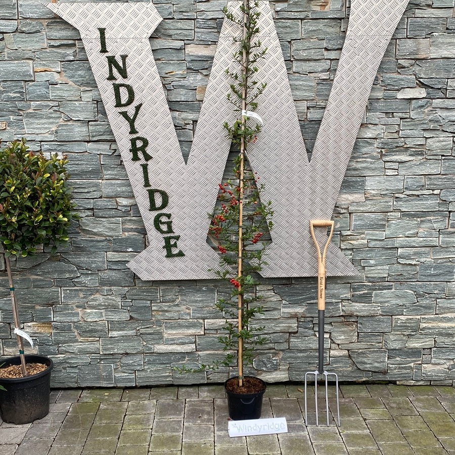 Pyracantha-cocc.-Red-Column-Potted