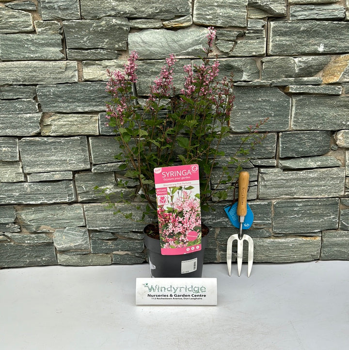 Syringa Bloomerang Pink Perfume