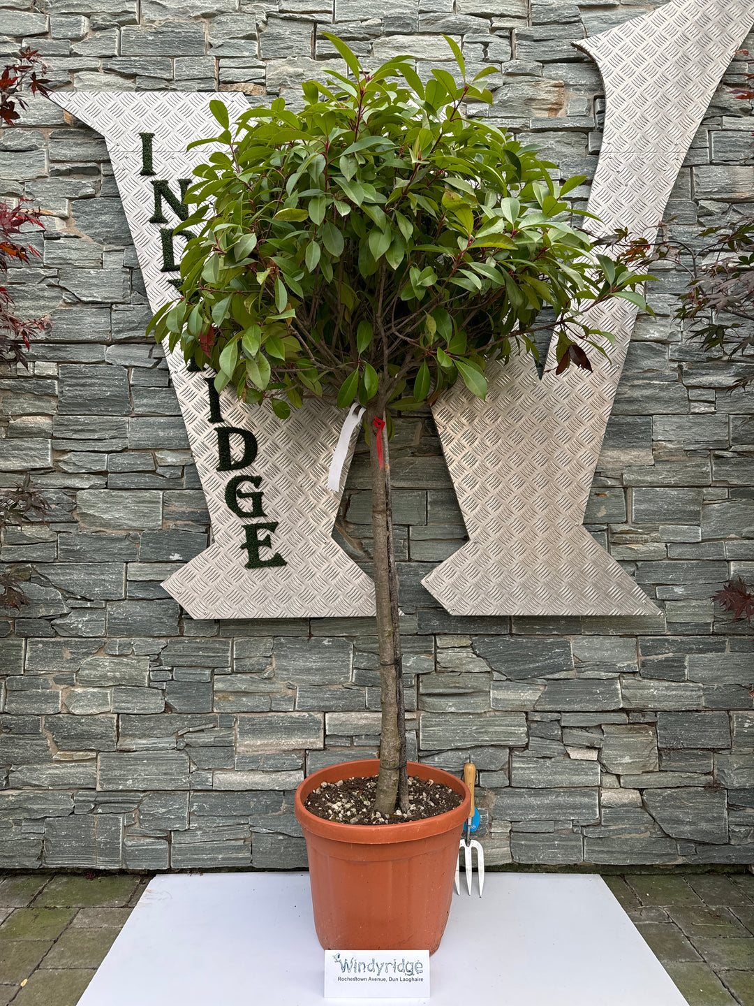 PHOTINIA SERR. RED ROBIN CLT 25 / 30 CIRC. TR. 08 - 10 CM 1/2 STD CHIOMA 50 - 60 CM