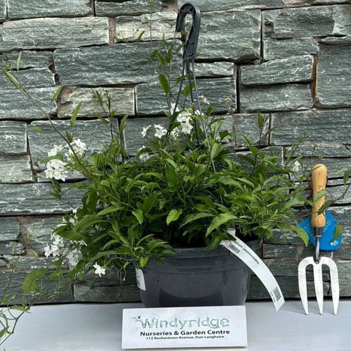 Solanum jasminoides in a hanging pot