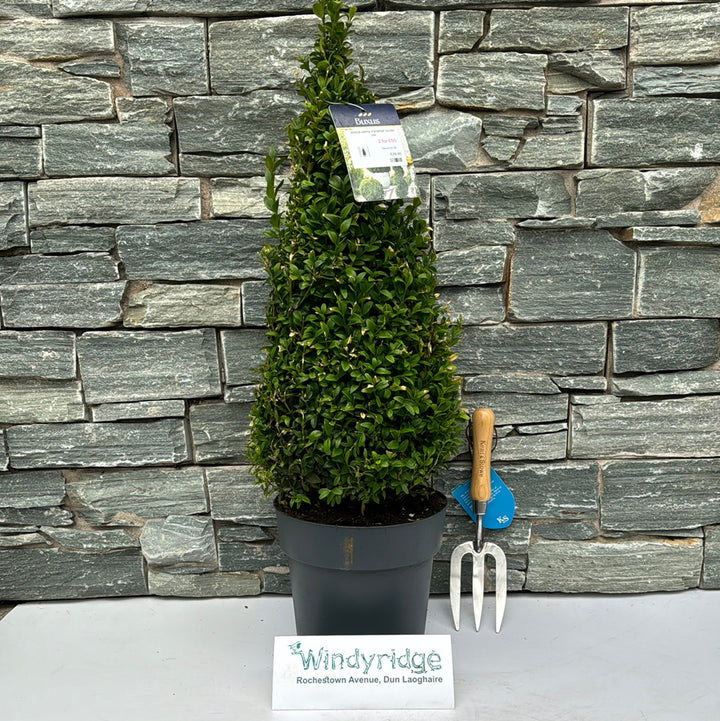 Buxus semp Pyramid 50-60 cm