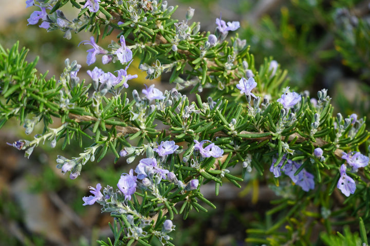 ROSMARINUS-officinalis-Prostratus-Flower-1