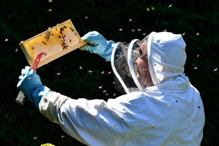 OpenHive x Windyridge Beekeeping Experience - Sat 31st Aug 2024