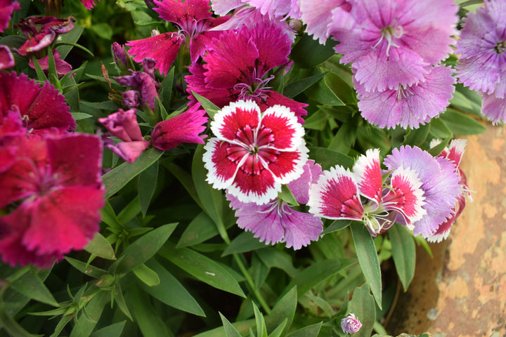 Carnation Dianthus In Varieties (3Ltr Pot)