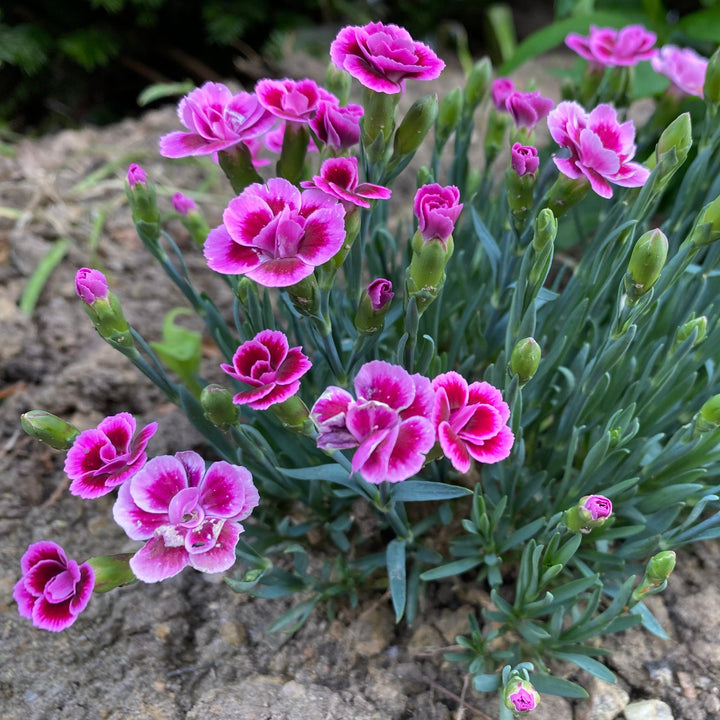 Carnation Dianthus In Varieties (3Ltr Pot)