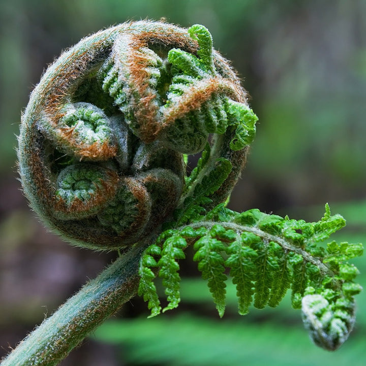 DICKSONIA antartica