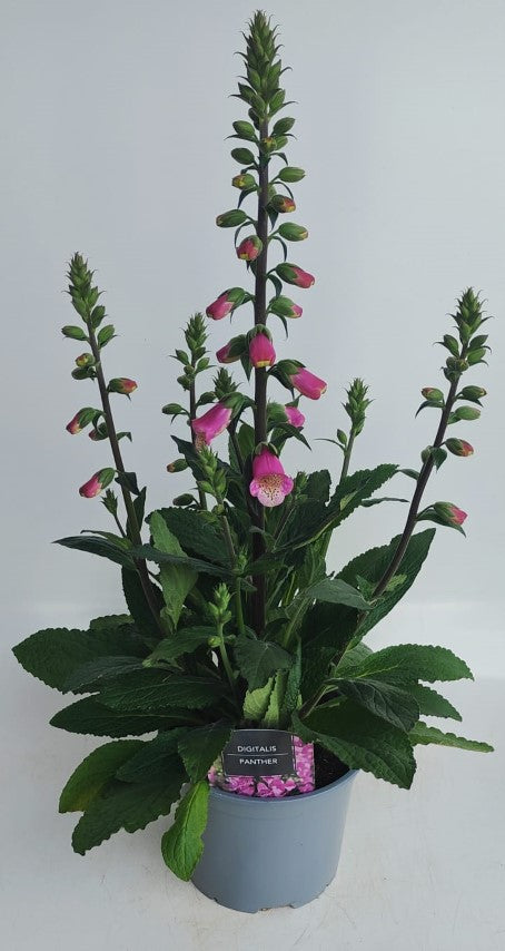 Digitalis Panther 3 Ltr