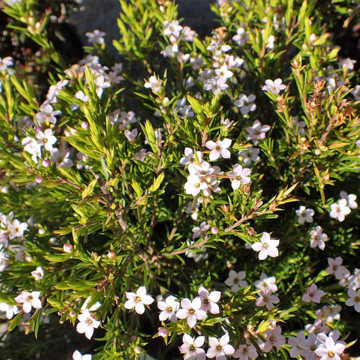 DIOSMA PINK FOUNTAIN