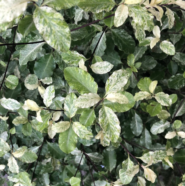 PITTOSPORUM Irene Patterson      15L