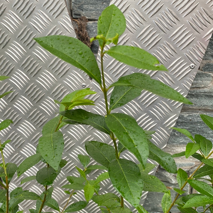 Ligustrum ovalifolium