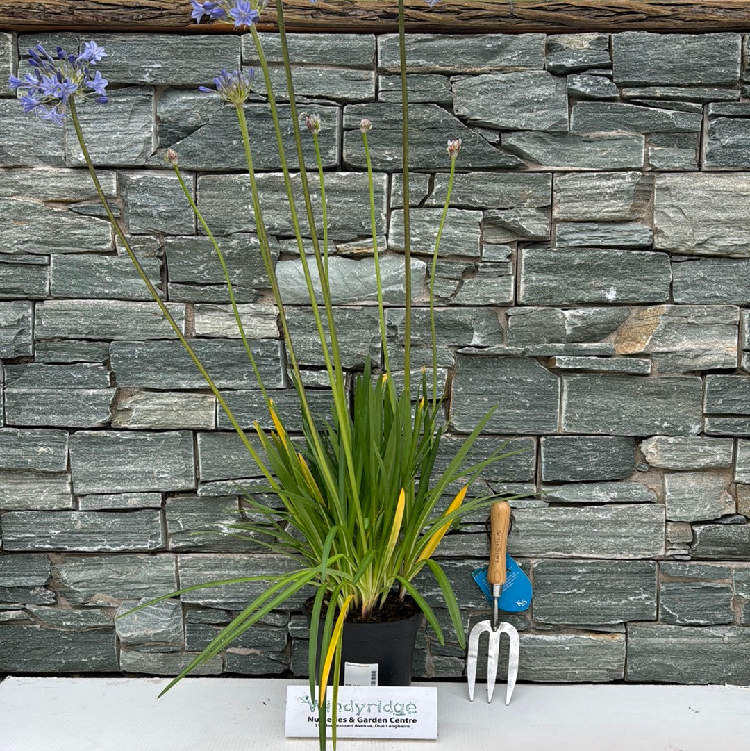 Agapanthus Blue Cloud