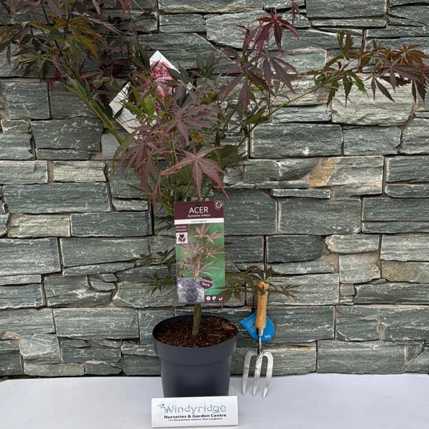 Acer palmatum Sumi-nagashi  5 Ltr pot