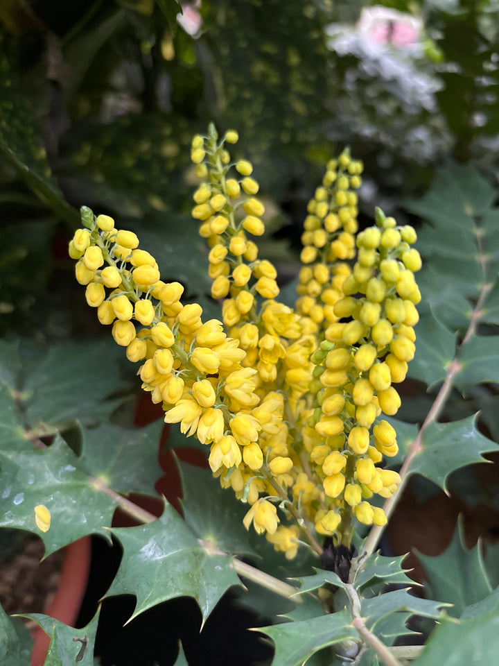 Mahonia media Winter Sun  40-50 CM C3