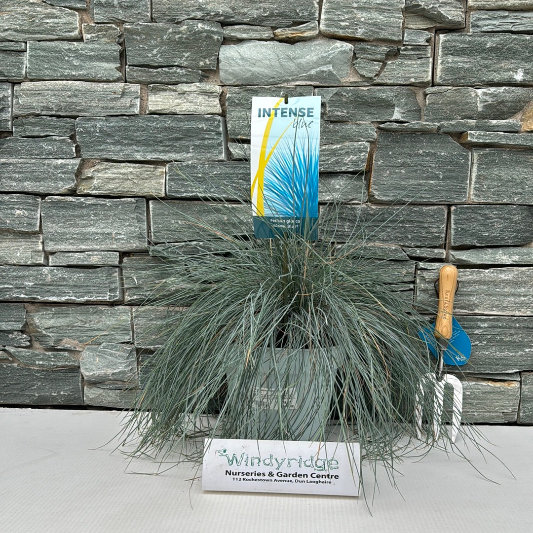 Blue Fescue Festuca Glauca Intense Blue (5Ltr Pot)