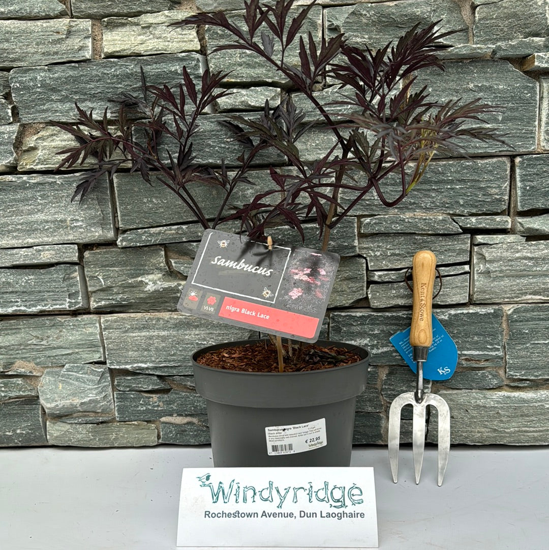 Sambucus nigra Black Lace  5 Ltr pot