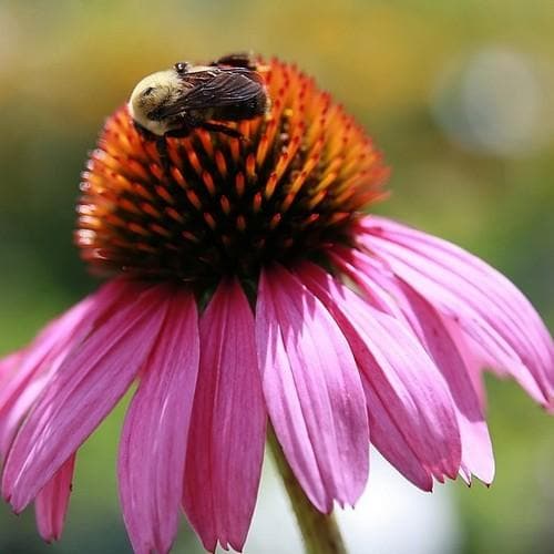 Echinacea purpurea Magnus