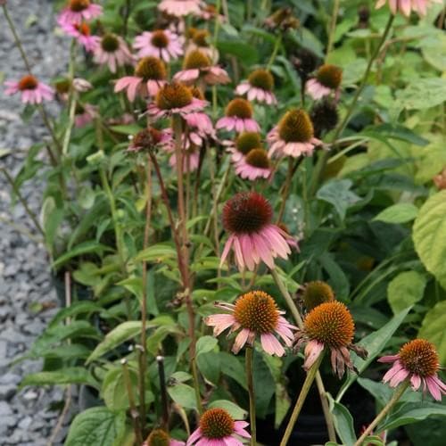 Echinacea purpurea Magnus