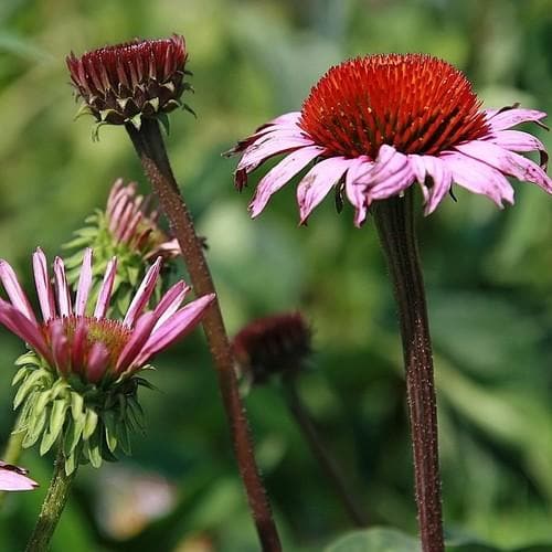 Echinacea purpurea Magnus