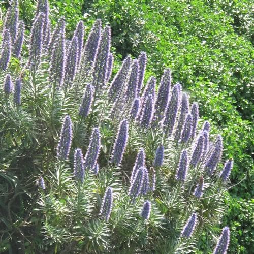 Echium candicans