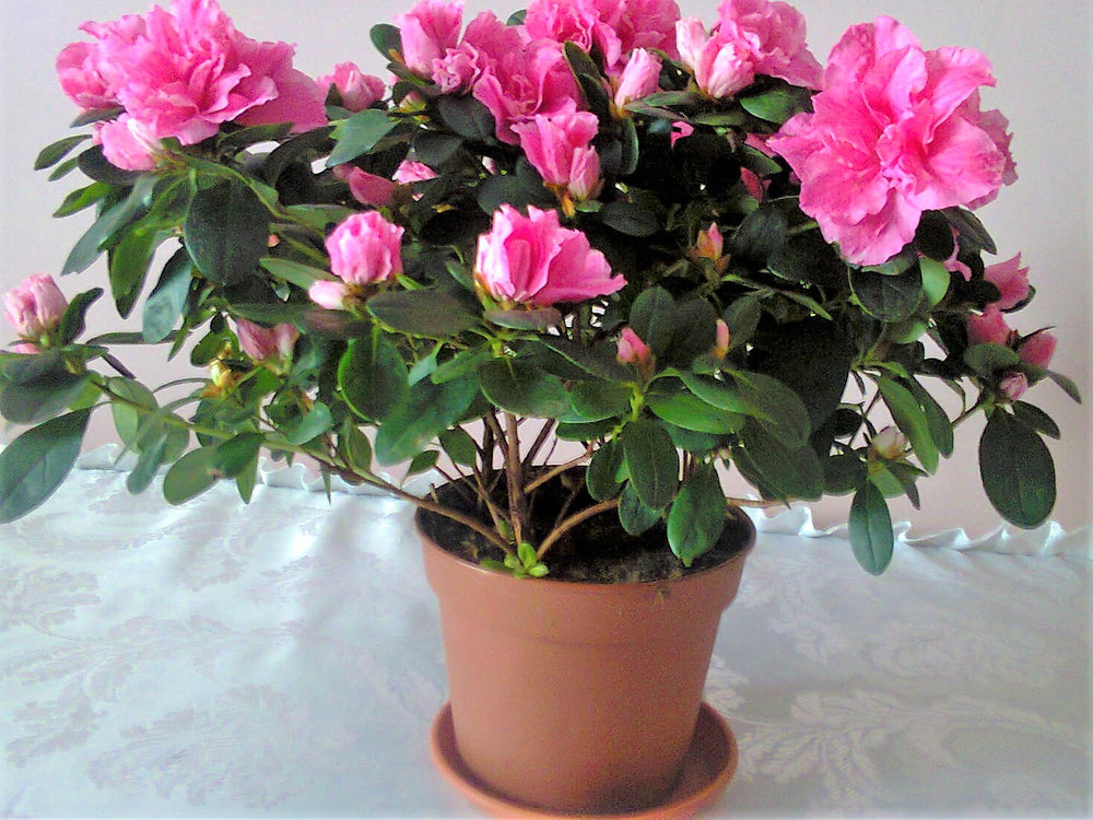 Azalea-Simsii-Mix-Potted-2-Pink