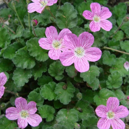 Erodium Bishops Form