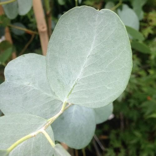 Eucalyptus gunnii Azura