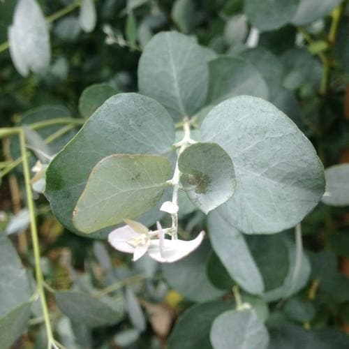 Eucalyptus gunnii Azura