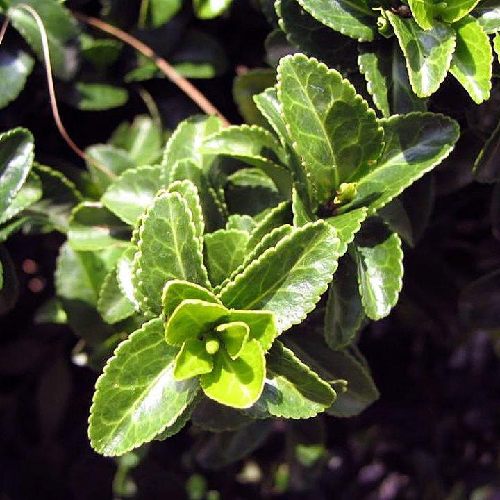 Euonymus-jap.-Green-Spire-Leaf