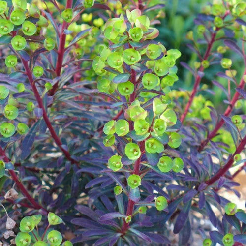 Euphorbia Miners Merlot  2 Ltr pot