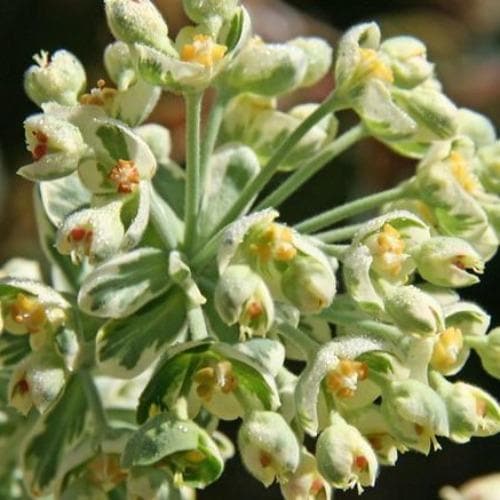 Euphorbia characias Silver Swan