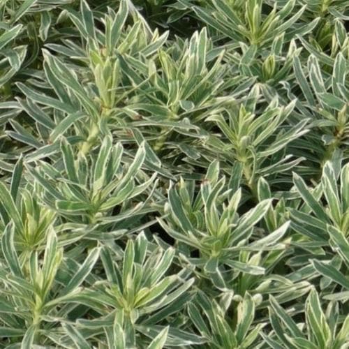 Euphorbia characias Silver Swan