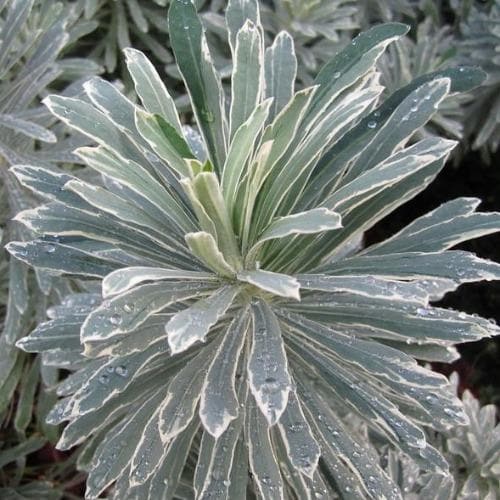 Euphorbia characias Silver Swan