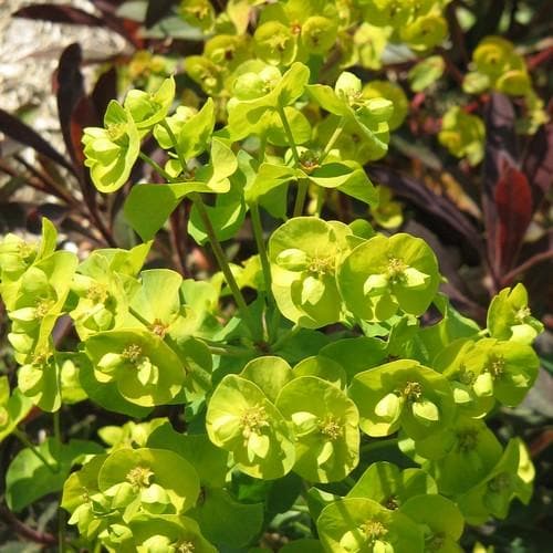 Wood Spurge Euphorbia amygdaloides Purpurea (2Ltr Pot)