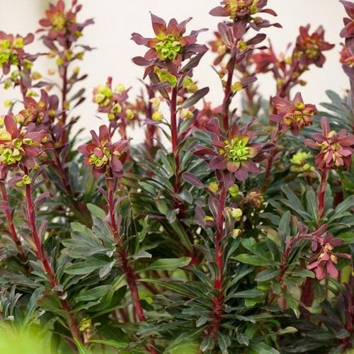 Euphorbia amygdaloides Purpurea