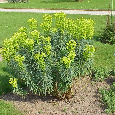 EUPHORBIA char. wulfenii