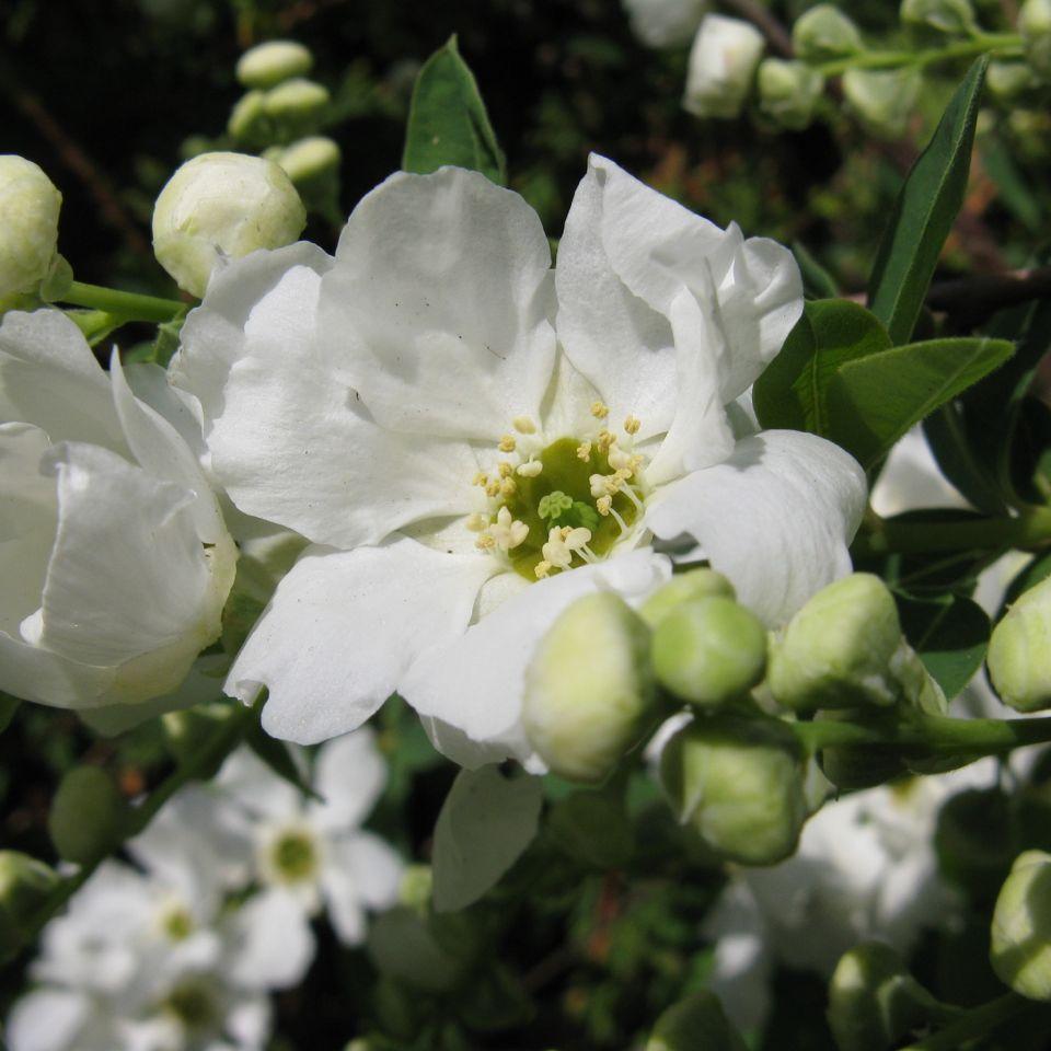 Exochorda-macrantha-The-Bride-flower