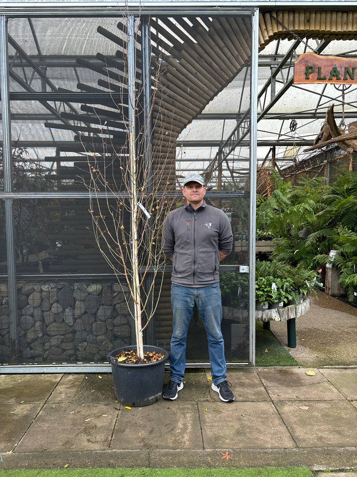 Betula Jacquemontii