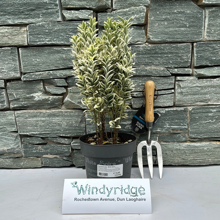 Euonymus jap. White Spire  (2Ltr Pot)